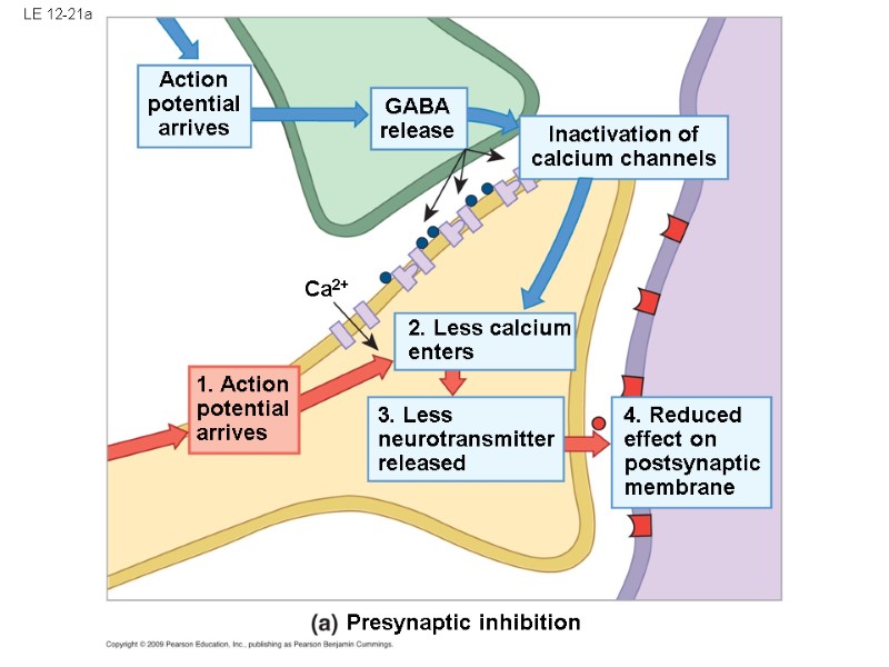 LE 12-21a Action potential arrives GABA release Ca2+ 1. Action potential arrives 2. Less